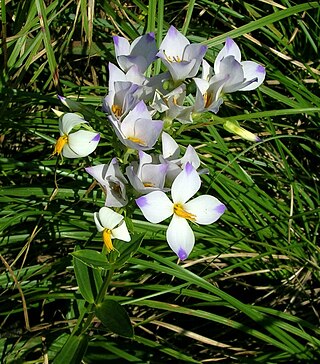 <i>Exacum</i> Genus of plants