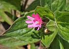 Silene dioica