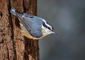 25 Sitta canadensis CT2 uploaded by Cephas, nominated by Cephas Vote for this image