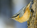 Sittelle torchepot (Sitta europaea, Sittidae)