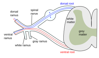 <span class="mw-page-title-main">Dorsal column–medial lemniscus pathway</span> Sensory spinal pathway