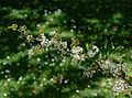 * Nomination Garden cultivar of a Spiraea sp. -- Alvesgaspar 22:36, 19 May 2013 (UTC) * Promotion Good Quality --Rjcastillo 22:46, 19 May 2013 (UTC)