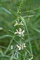 Stachys recta inflorescense