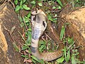 Image 39The Binocellate Cobra(naja naja) (from List of snakes of South Asia)