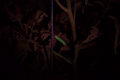 Tomato worm illuminated with UV on tomato plant