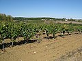 Terroir argilo-calcaire des coteaux de la rive droite.