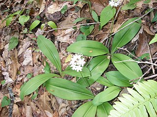 <i>Clintonia umbellulata</i> Species of Lily