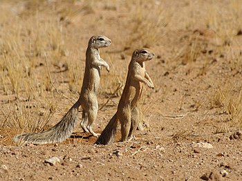 Twee waaierstertmeerkatte (Xerus inauris) naby Solitaire in die Namibwoestyn, Namibië.