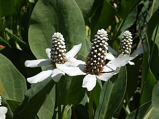 <i>Anemopsis</i> Genus of flowering plants