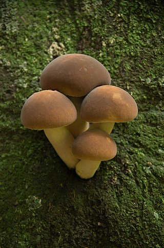 <i>Cyclocybe parasitica</i> Species of gilled mushroom