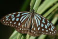 Ideopsis similis