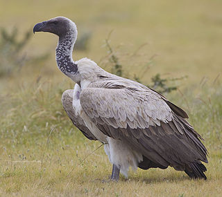 <span class="mw-page-title-main">White-backed vulture</span> Species of bird