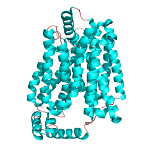 <span class="mw-page-title-main">GLUT1</span> Uniporter protein