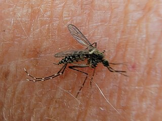 <i>Aedes taeniorhynchus</i> Species of fly