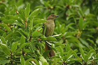 <span class="mw-page-title-main">Greenbul</span> Common name for certain birds in the family Pycnonotidae