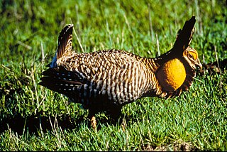 <span class="mw-page-title-main">Attwater's prairie chicken</span> Subspecies of bird