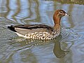 ♀ Sylvan Heights Waterfowl Park, NC, USA