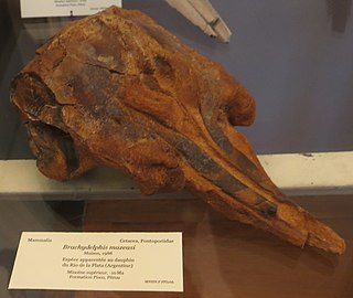 <i>Brachydelphis</i> Extinct genus of whales