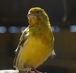 <span class="mw-page-title-main">Canarypox</span> Viral disease of birds