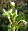 Cerastium brachypetalum W.jpg