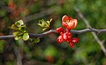 Chaenomeles japonica, blommor på kvist.