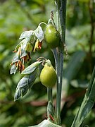 Coix lacryma-jobi inflorescence.jpg