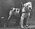 Thumbnail for File:Colby's Pincher, 1896, historical American Pit Bull Terrier dog.jpg