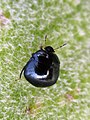 Coptosoma scutellatum in Europe