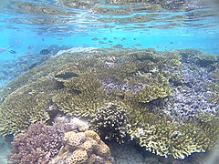 Coral in Raja Ampat.jpg