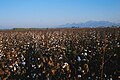 Cotton field Turkey.jpg