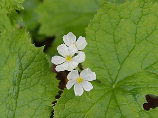 <i>Diphylleia</i> Genus of flowering plants belonging to the barberry family