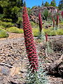 Echium wildpretii