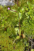 Epilobium anagallidifolium