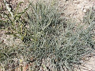 <i>Festuca idahoensis</i> Species of flowering plant