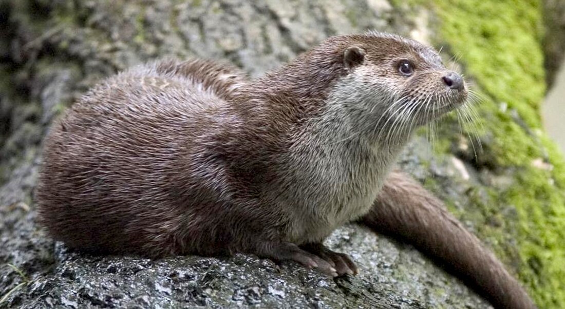 Otter