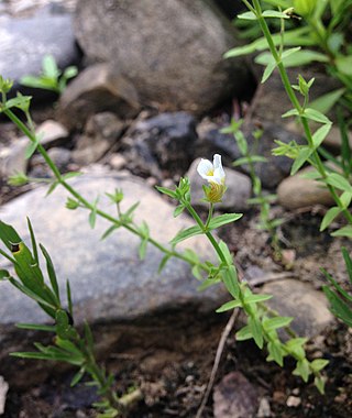 <i>Gratiola brevifolia</i> Species of flowering plant