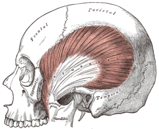 <span class="mw-page-title-main">Temporal fascia</span>