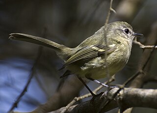 <i>Phylloscartes</i> Genus of birds