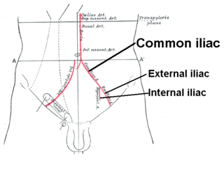 <span class="mw-page-title-main">External iliac artery</span> Arteries of the pelvis