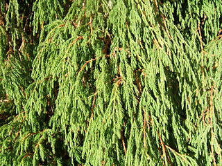 <i>Juniperus recurva</i> Species of juniper