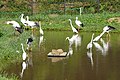 Feeding compound. Herons also gathering to take food supplied for storks.