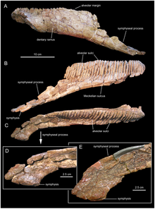 Koutalisaurus.png