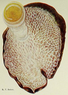 Reproduction of a watercolour made by R. T. Baker, of the "Laccocephalum mylittae" sporophore