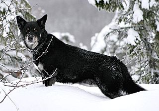 <span class="mw-page-title-main">Lapponian Herder</span> Dog breed