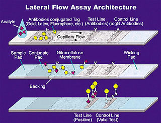 <span class="mw-page-title-main">Lateral flow test</span> Immunochromatographic testing devices