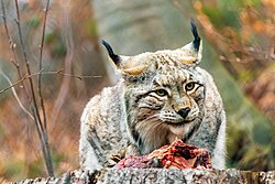 Matthias Süßen mit Eurasischer Luchs (Lynx lynx) im Schaugehege im Nationalpark Harz