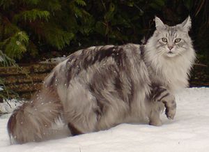 Maine Coon