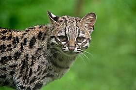 Exemplar no Parque dos Felinos de Lumigny-Nesles-Ormeaux, na França