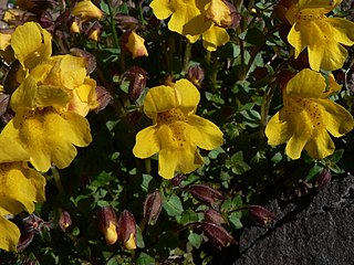 <span class="mw-page-title-main">Phrymaceae</span> Family of flowering plants