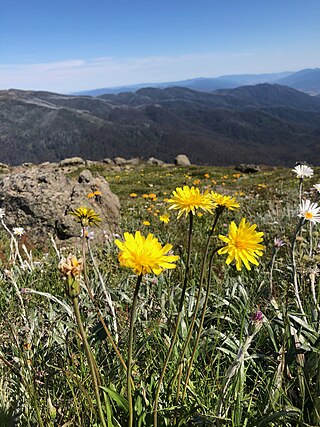 <i>Microseris lanceolata</i> Species of plant